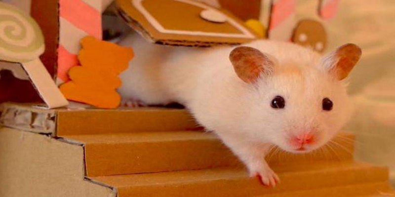 Con chuột được ví như biểu tượng của sự thông minh