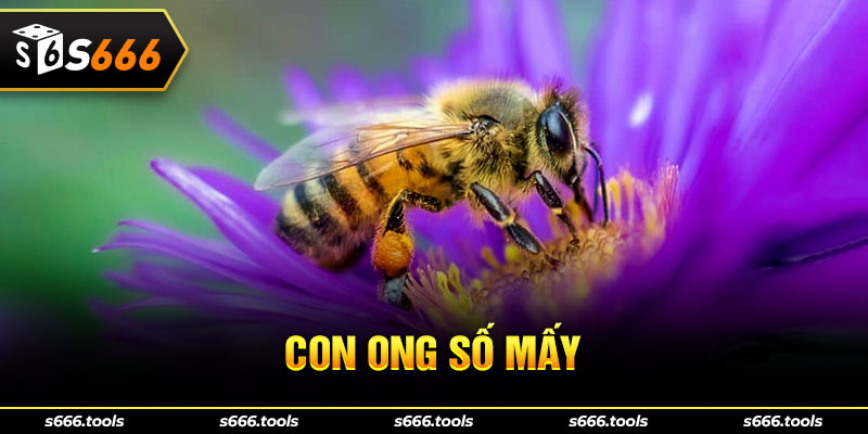Con ong số mấy trúng lớn? Giải mã điềm báo ngủ mơ thấy ong