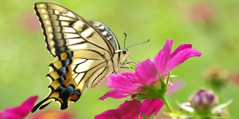 Con bướm đậu trên bông hoa chứng tỏ bạn được quý nhân giúp đỡ