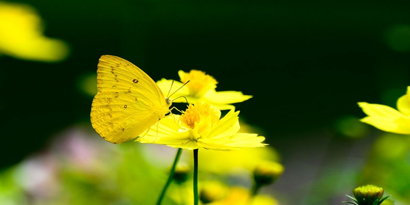 Mơ con bướm màu vàng thể hiện sự không may mắn